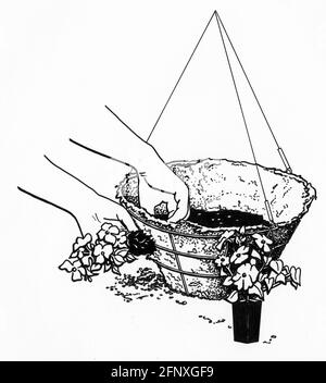 a drawing of a pair of hands poking a hole in a sphagnum moss liner in preparation for side planting a hanging basket Stock Photo