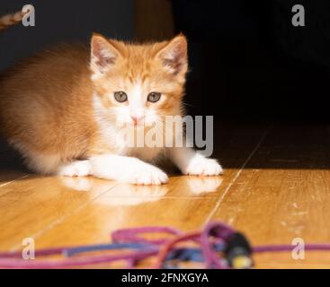 An orange and white ginger kitten stalks a toy on a hardwood floor Stock Photo