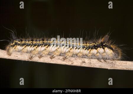 The Drinker (Philudoria potatoria, Euthrix potatoria), caterpillar on a twig, Austria Stock Photo