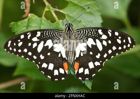 Chequered Swallowtail (Papilio demoleus), sits on a leaf Stock Photo