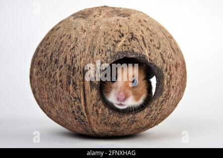 golden hamster (Mesocricetus auratus), in a pet house made from a coconut Stock Photo