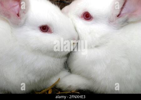 domestic rabbit (Oryctolagus cuniculus f. domestica), two white domestic rabbits cuddling in the stable Stock Photo