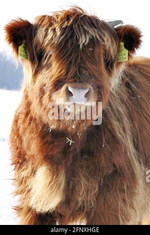 Scottish Highland Cattle, Kyloe, Highland cow, Heelan coo (Bos primigenius f. taurus), calf in snow, portrait, Austria Stock Photo