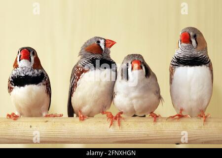 Zebra finch (Poephila guttata, Taeniopygia guttata), zebra finches in a bird cage Stock Photo