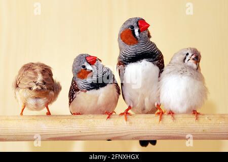 Zebra finch (Poephila guttata, Taeniopygia guttata), zebra finches in a bird cage Stock Photo