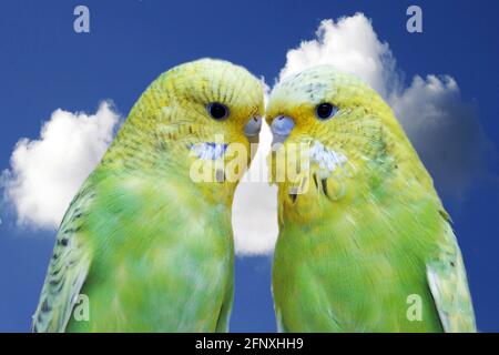 budgerigar, budgie, parakeet (Melopsittacus undulatus), two green budgerigars in front of cloudy sky Stock Photo