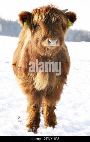 Scottish Highland Cattle, Kyloe, Highland cow, Heelan coo (Bos primigenius f. taurus), calf in snow, Austria Stock Photo