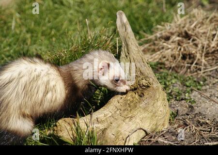 domestic polecat, domestic ferret (Mustela putorius f. furo, Mustela putorius furo), sniffing on deadwood Stock Photo