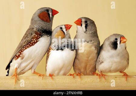 Zebra finch (Poephila guttata, Taeniopygia guttata), zebra finches in a bird cage Stock Photo