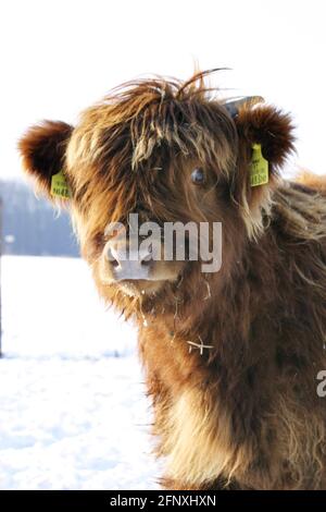 Scottish Highland Cattle, Kyloe, Highland cow, Heelan coo (Bos primigenius f. taurus), calf in snow, portrait, Austria Stock Photo