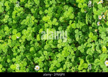 Clover meadow on a sunny day background. Beautiful clover leaves outdoor abstract nature texture. Fresh green clover growing on the lawn. Springtime. Stock Photo