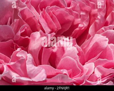 Delicate pink rose petals close-up background. Beautiful peony flower head macro backdrop. Pale crimson lush spring flower close-up. Soft focus. Stock Photo