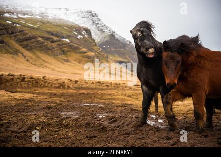 Two Icelandic horses stand close together in the windy cold winter weather with hair blowing in the wind majestic lip curled horse biting irritated fu Stock Photo
