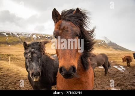 Two Icelandic horses stand close together in the windy cold winter weather with hair blowing in the wind majestic black and brown warm tones Stock Photo