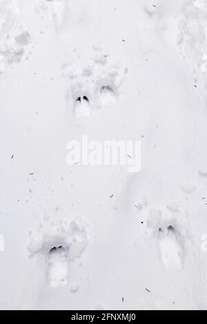 White-tailed deer tracks.(Odocoileus virginianus) Eastern North America, by Dominique Braud/Dembinsky Photo Assoc Stock Photo