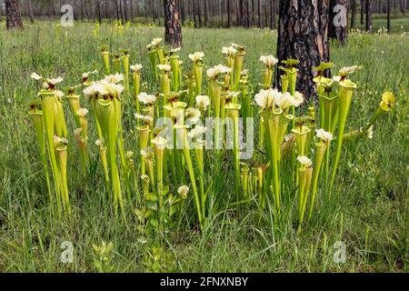 Natural Pitcher plant hybrid Sarracenia x moorei, Western Panhandle, Florida, USA, by James D Coppinger/Dembinsky Photo Assoc Stock Photo