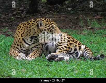 The jaguar Panthera onca is the largest feline in the Americas, where it lives from North America to South America. Unfortunately their habitat has be Stock Photo