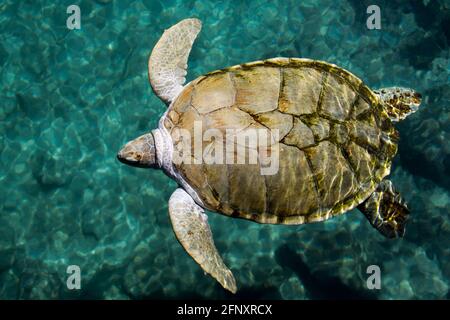 The green turtle, Chelonia mydas, belongs to the family of the Chelonian and is found in tropical and subtropical oceans worldwide. The neck is short, Stock Photo