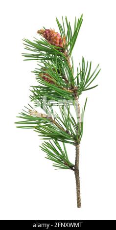 Blooming pine isolated on white background Stock Photo