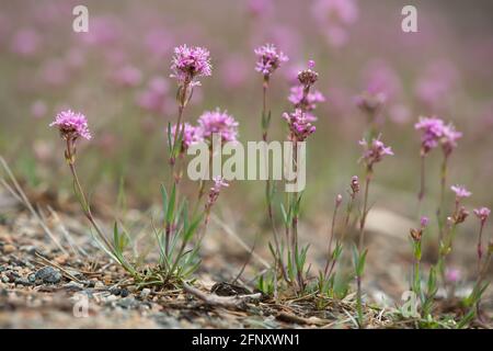 Red alpine catchfly, Silene suecica in bloom Stock Photo