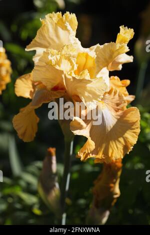 Iris 'Honeycomb'. Stock Photo