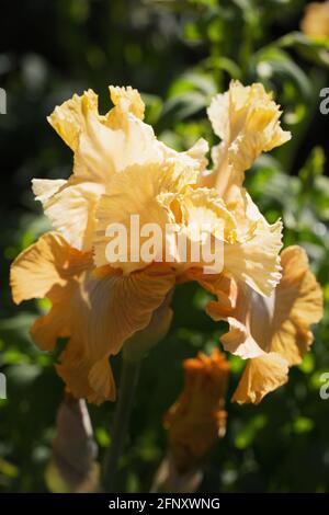 Iris 'Honeycomb'. Stock Photo