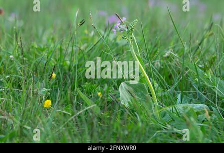 Common twayblade, Neottia ovata not yet in bloom growing in meadow Stock Photo