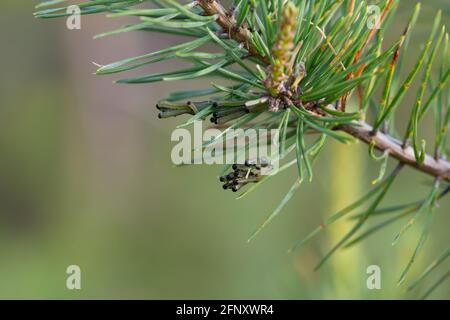 Neodiprion sertifer, european pine sawfly larvae on pine twig Stock Photo