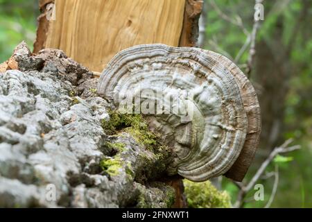 Artist's conk, Ganoderma applanatum growing on poplar wood Stock Photo