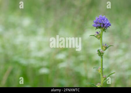 Blooming bristly bellflower, Campanula cervicaria Stock Photo