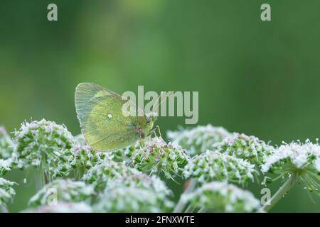 Moorland clouded yellow, Colias palaeno resting on flower Stock Photo