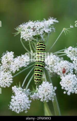 Old world swallowtail, Papilio machanon larva feeding on cow parsley Stock Photo