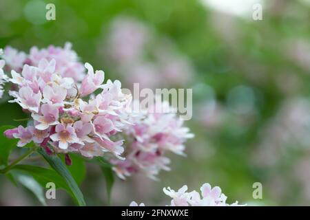 Blossoming beauty bush, Linnaea amabilis Stock Photo