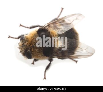 Nose bot fly hi-res stock photography and images - Alamy