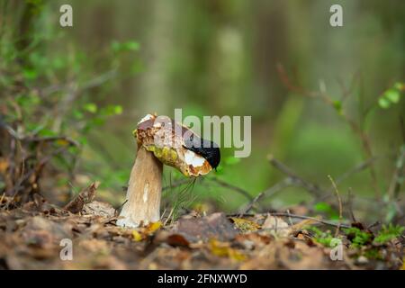 European black slug, Arion ater feeding on bolete mushroom, forest in the background Stock Photo