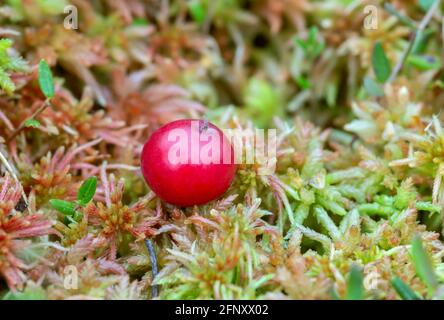 Ripe cranberry, Vaccinium oxycoccos on bog moss Stock Photo