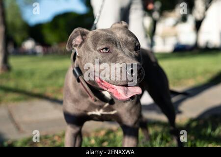 Close up on head of gray american pit bull terrier apbt dog on the leash standing in sunny day Stock Photo