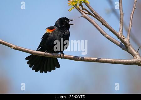 Red-winged Blackbird, (Agelaius phoeniceus),  Male, Bird, Stock Photo