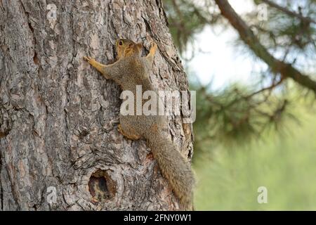 Red fox squirrel climbing trunk of pine tree and hanging on to bark Stock Photo