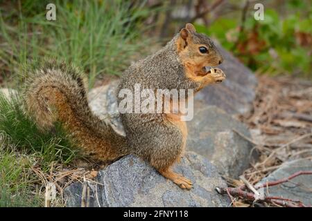 Pregnant Red Fox Squirrel with teat standing on rock while eating kernel of corn Stock Photo