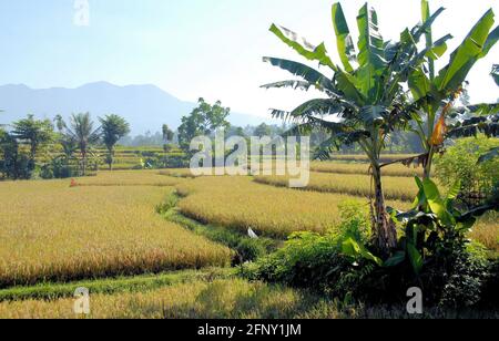 Terraced golden fields at harvest time, with mountains in the background in Lombok, Indonesia. Stock Photo