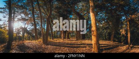 Panoramic view at the top of hill of beautiful forest on a bright sunny day, surrounded by tall trees shaping long shadows Stock Photo