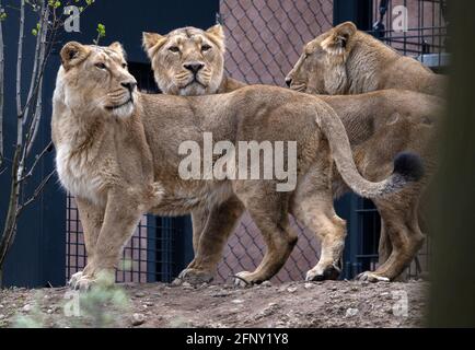 Schwerin, Germany. 19th May, 2021. Three of the total of four new Asiatic  lions are located in the outdoor area of the new Red List Centre at  Schwerin Zoo. With the new