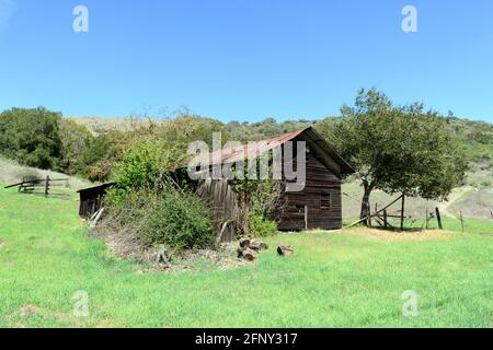 Old abandoned wooden barn overgrown by shrubs and trees. Green grass. Blue sky. Stock Photo