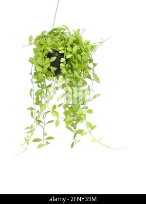 Green plant Hanging isolated on white background Stock Photo