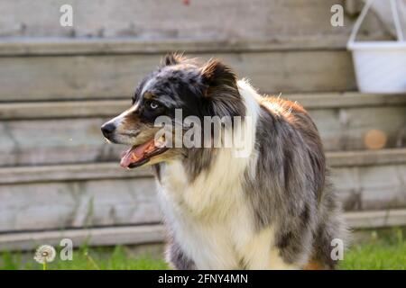 Dramatic portrait of red tri Miniature American Shephard with blue eyes Stock Photo