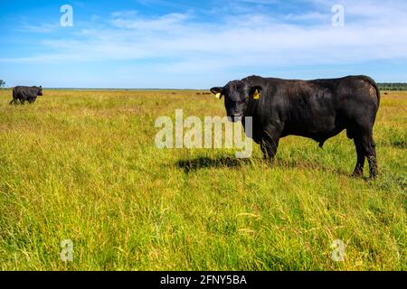 A black angus bull stands on a green grassy field. Stock Photo