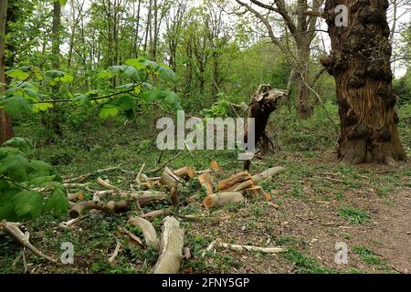 A woodland landscape with Broken trees in Ashenbank woods Stock Photo
