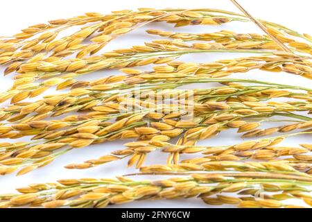 Paddy rice isolated on white background Stock Photo