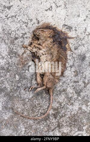 Old Dead mouse/Rat die/Dead rat on concrete floor Stock Photo